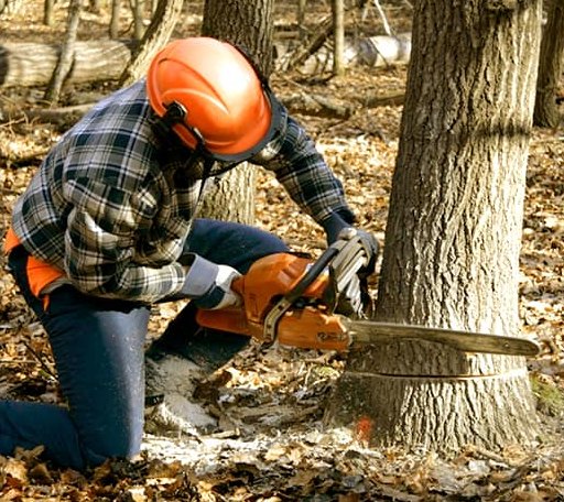 Tree Removal in Pelkie, MI